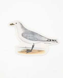 Cognitive Surplus American Gull Sticker* Stickers | Ornithology