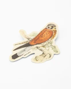 Cognitive Surplus American Kestril Sticker* Stickers | Ornithology