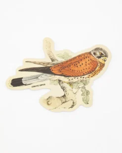 Cognitive Surplus American Kestril Sticker* Stickers | Ornithology
