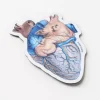 Cognitive Surplus Anatomical Heart Magnet* Magnets | Medicine