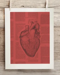 Cognitive Surplus Anatomical Heart Scientific Illustration Wall Art | * Wall Art | Medicine