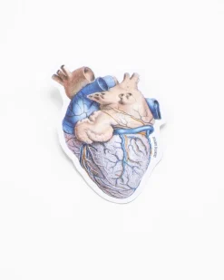 Cognitive Surplus Anatomical Heart Sticker* Stickers | Medicine