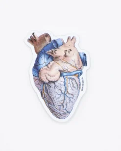 Cognitive Surplus Anatomical Heart Sticker* Stickers | Medicine