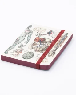 Cognitive Surplus Anatomy & Physiology Observation Softcover* The Observation | Medicine