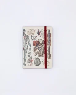 Cognitive Surplus Anatomy & Physiology Observation Softcover* The Observation | Medicine