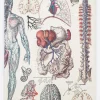 Cognitive Surplus Anatomy Lab Notebook* The Laboratory | Medicine