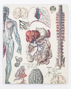 Cognitive Surplus Anatomy Lab Notebook* The Laboratory | Medicine