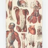 Cognitive Surplus Anatomy: Muscles Heart Hardcover Notebook | * The Hypothesis | Medicine