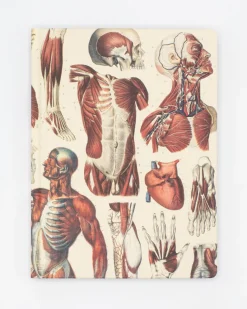 Cognitive Surplus Anatomy: Muscles Heart Hardcover Notebook | * The Hypothesis | Medicine