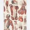 Cognitive Surplus Anatomy Muscles Softcover Notebook - Lined | * The Experiment | Medicine