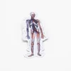 Cognitive Surplus Anatomy Sticker* Stickers | Medicine