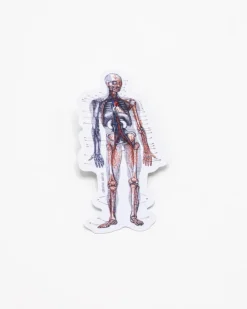 Cognitive Surplus Anatomy Sticker* Stickers | Medicine