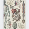 Cognitive Surplus Anatomy: Vascular Hardcover Notebook - Dot Grid* The Hypothesis | Medicine