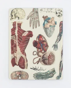 Cognitive Surplus Anatomy: Vascular Hardcover Notebook - Dot Grid* The Hypothesis | Medicine