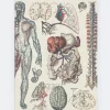 Cognitive Surplus Anatomy: Vascular Softcover Notebook - Lined* The Experiment | Medicine