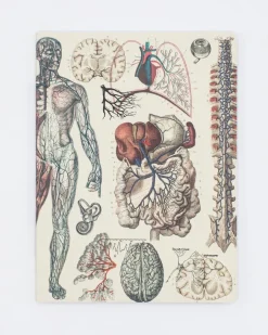 Cognitive Surplus Anatomy: Vascular Softcover Notebook - Lined* The Experiment | Medicine