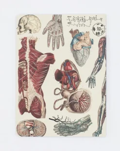 Cognitive Surplus Anatomy: Vascular Softcover Notebook - Lined* The Experiment | Medicine