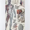 Cognitive Surplus Anatomy: Vascular Yearly Planner* The Syllabus | Medicine
