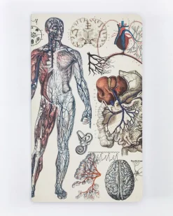 Cognitive Surplus Anatomy: Vascular Yearly Planner* The Syllabus | Medicine
