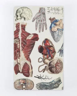 Cognitive Surplus Anatomy: Vascular Yearly Planner* The Syllabus | Medicine