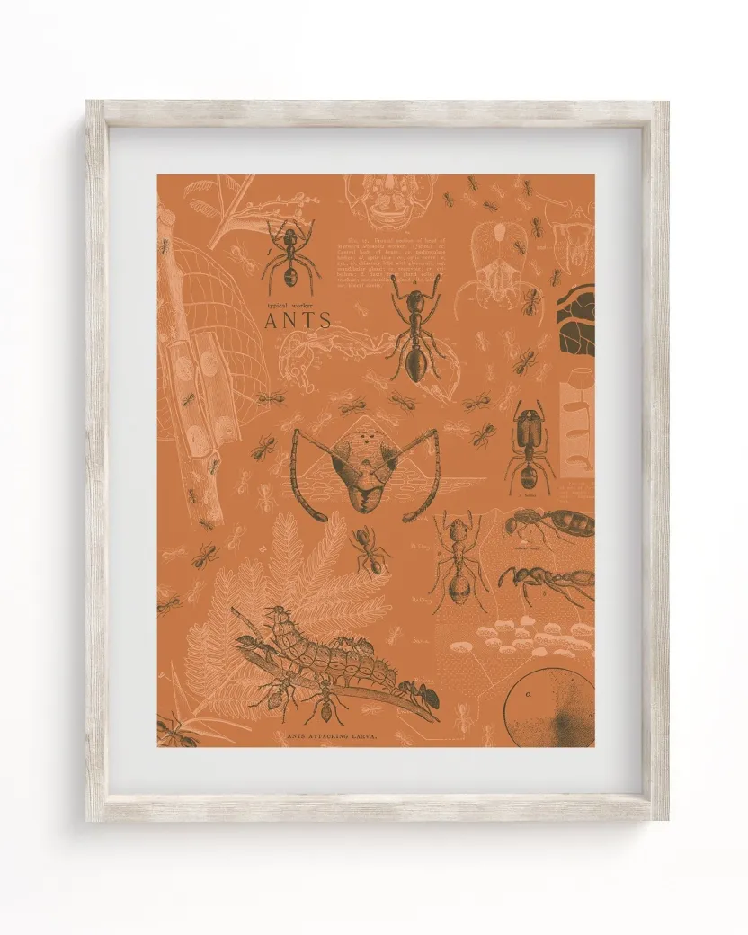Cognitive Surplus Ants Scientific Illustration Art Print - Wall Art | * Wall Art | Entomology