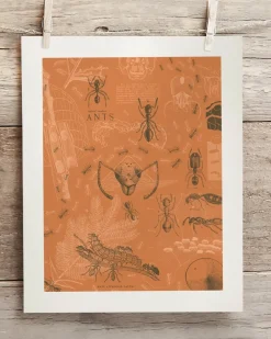 Cognitive Surplus Ants Scientific Illustration Art Print - Wall Art | * Wall Art | Entomology