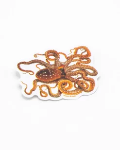 Cognitive Surplus Atlantic White-Spotted Octopus Sticker* Stickers | Marine Biology