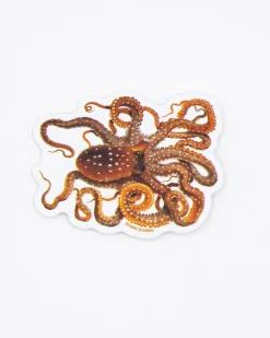 Cognitive Surplus Atlantic White-Spotted Octopus Sticker* Stickers | Marine Biology