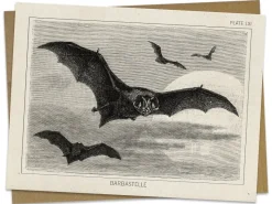 Cognitive Surplus Bat Greeting Card - Science Stationery | * Greeting Cards | Biology