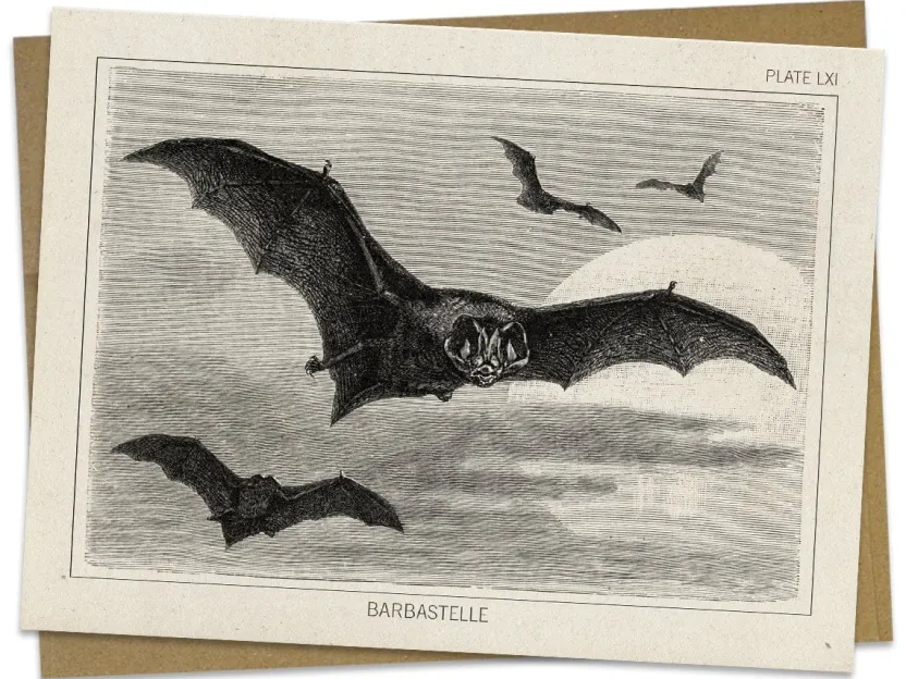 Cognitive Surplus Bat Greeting Card - Science Stationery | * Greeting Cards | Biology