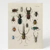 Cognitive Surplus Beetle Card - Entomology Science Stationery | * Greeting Cards | Entomology