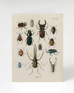Cognitive Surplus Beetle Card - Entomology Science Stationery | * Greeting Cards | Entomology