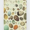 Cognitive Surplus Birds Hardcover Notebook | Ecology* The Hypothesis | Veterinary Science
