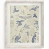 Cognitive Surplus Birds of Prey Scientific Illustration Art Print | * Wall Art | Ornithology