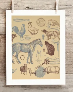 Cognitive Surplus Birds of Prey Scientific Illustration Art Print | * Wall Art | Veterinary Science