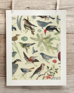 Cognitive Surplus Birds Scientific Illustration Art Print - Ornithology | * Wall Art | Ornithology