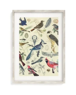 Cognitive Surplus Birds Scientific Illustration Art Print - Ornithology | * Wall Art | Ornithology