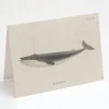 Cognitive Surplus Blue Whale Card - Science Stationery | * Greeting Cards | Marine Biology