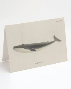 Cognitive Surplus Blue Whale Card - Science Stationery | * Greeting Cards | Marine Biology