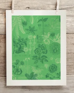 Cognitive Surplus Botany Museum Print | Biology Gift* Wall Art | Botany