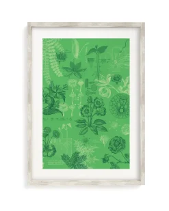 Cognitive Surplus Botany Museum Print | Biology Gift* Wall Art | Botany