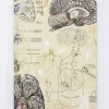 Cognitive Surplus Brain & Neuroscience Hardcover Notebook* The Hypothesis | Psychology