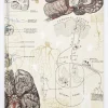 Cognitive Surplus Brain & Neuroscience Lab Notebook* The Laboratory | Psychology