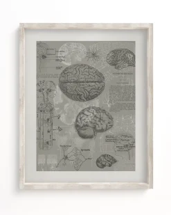 Cognitive Surplus Brain Anatomy Museum Print | Medical Student Gift* Wall Art | Psychology