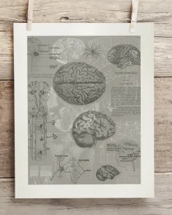 Cognitive Surplus Brain Anatomy Museum Print | Medical Student Gift* Wall Art | Psychology