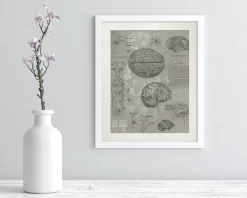 Cognitive Surplus Brain Anatomy Museum Print | Medical Student Gift* Wall Art | Psychology