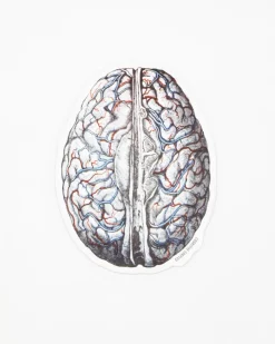 Cognitive Surplus Brain Blood Flow Sticker* Stickers | Psychology