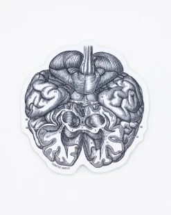 Cognitive Surplus Brain Sticker* Stickers | Psychology