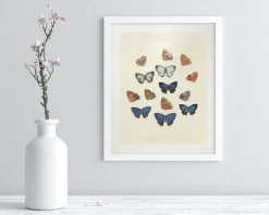 Cognitive Surplus Butterfly 2 Scientific Illustration Museum Print* Wall Art | Entomology