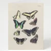 Cognitive Surplus Butterfly Card - Insect Print Stationery | * Greeting Cards | Entomology